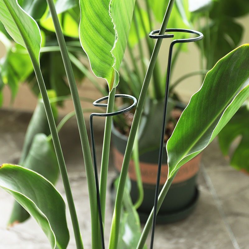 1/10 pçs suporte de jardim ane - Gardening Tools Range avaliação e preço