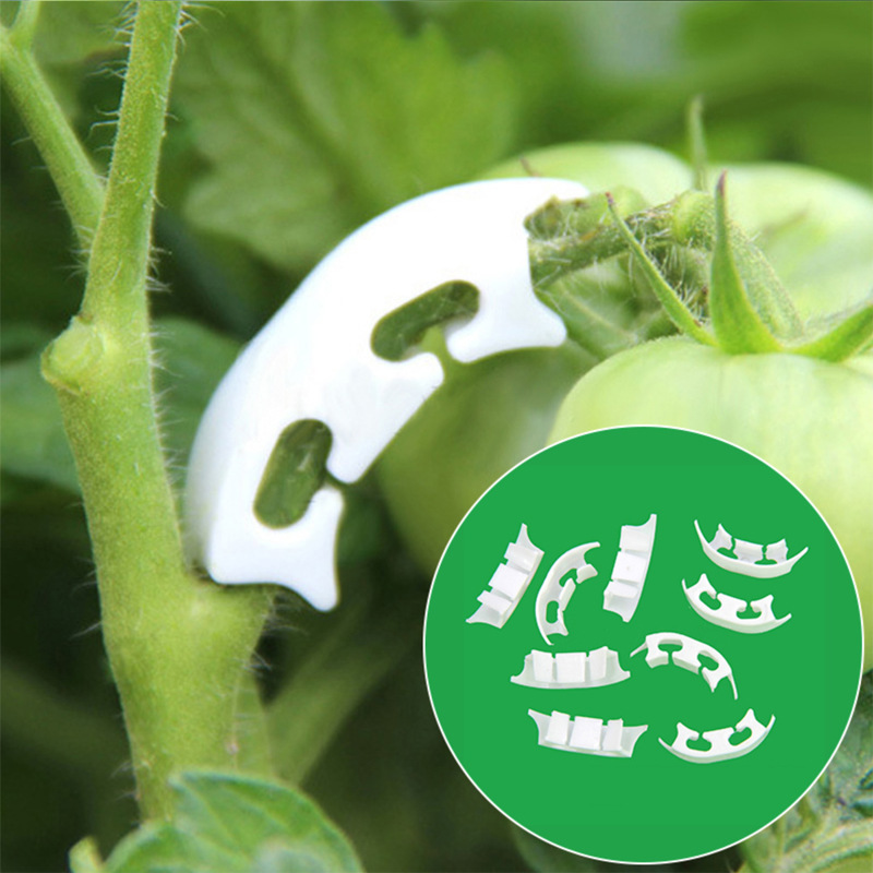 50/100 pçs botânica-haste vide - Gardening Tools Bundle avaliação e preço